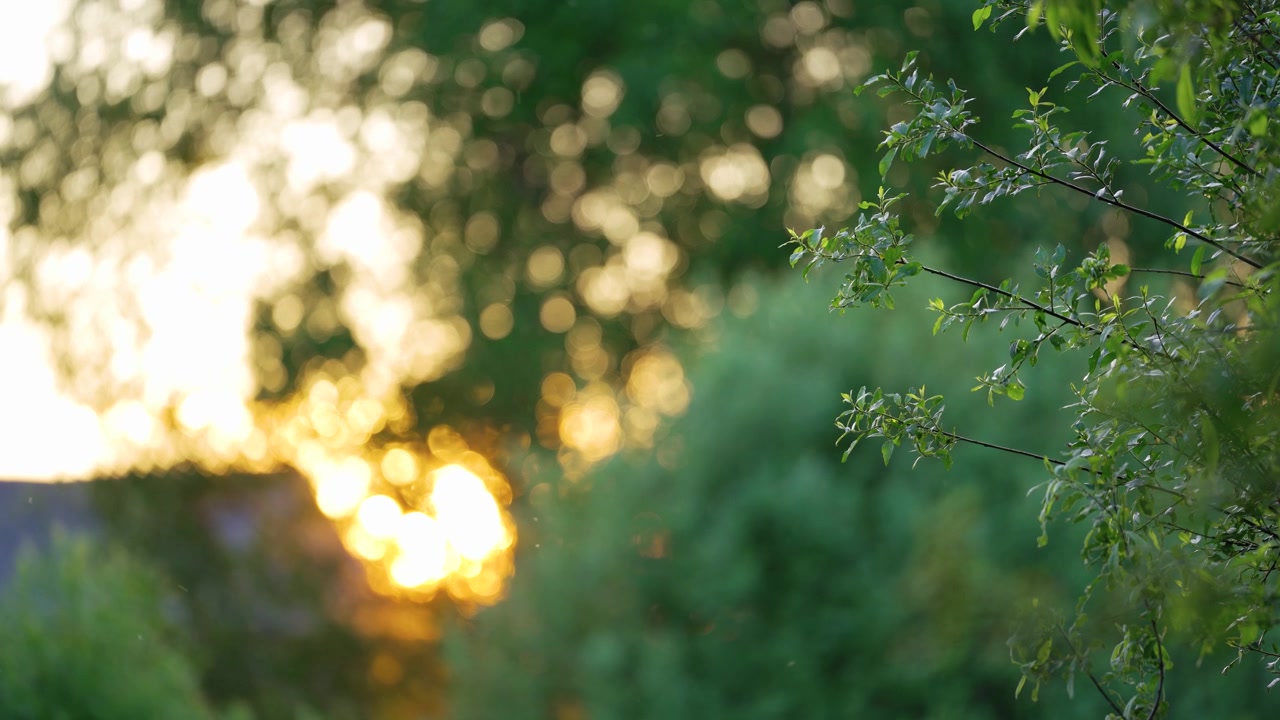 Beautiful golden sunset sunbeams shining through lush green tree branches with a soft blurry bokeh forest background. Countryside summer mood.