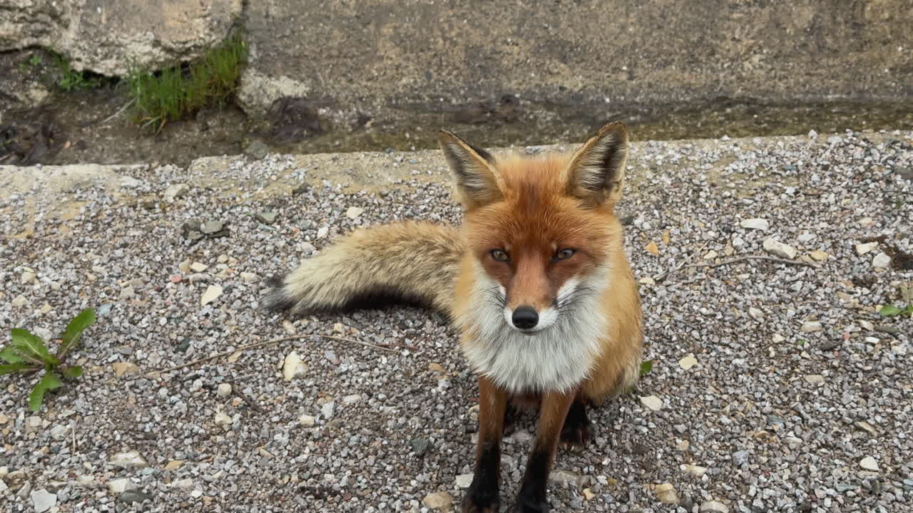 Red fox with a fluffy tail sitting on gravel next to a concrete curb waiting to be fed