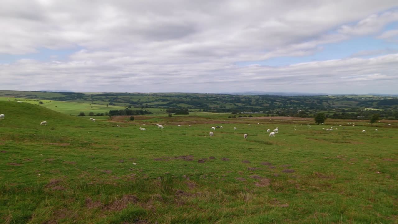 Sheep Grazing on Green Rolling Hills