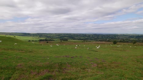 sheep grazing on green rolling hills