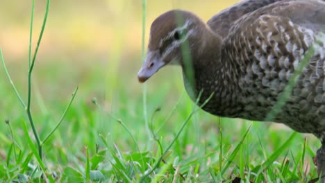 Die-Weibliche-Australische-Waldente-Frisst-In-Zeitlupe-Blütenknospen-Auf-Grünem-Gras