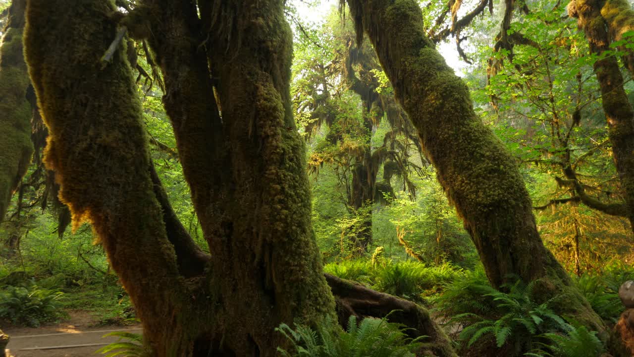 Aerial view of moss-covered trees in a sunlit, tranquil forest. Warm light filters through lush foliage, creating a serene, enchanting woodland atmosphere. No people present