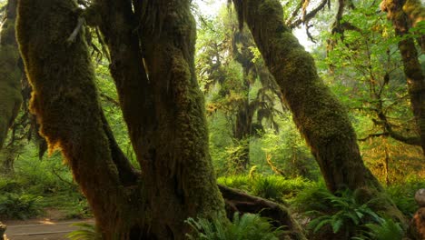 aerial view of moss-covered trees in a sunlit, tranquil forest. warm light filters through lush foliage, creating a serene, enchanting woodland atmosphere. no people present