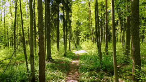 flying between the trees in the spring forest.