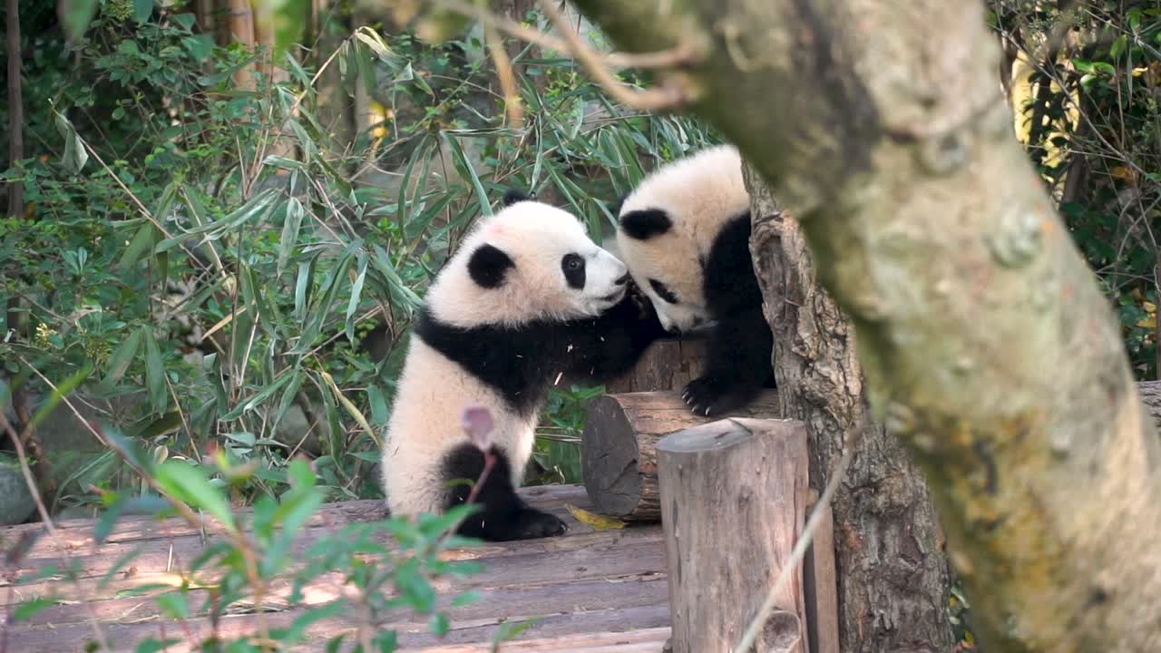 Cute panda babies sniffing and play-fighting in slow motion on wood logs