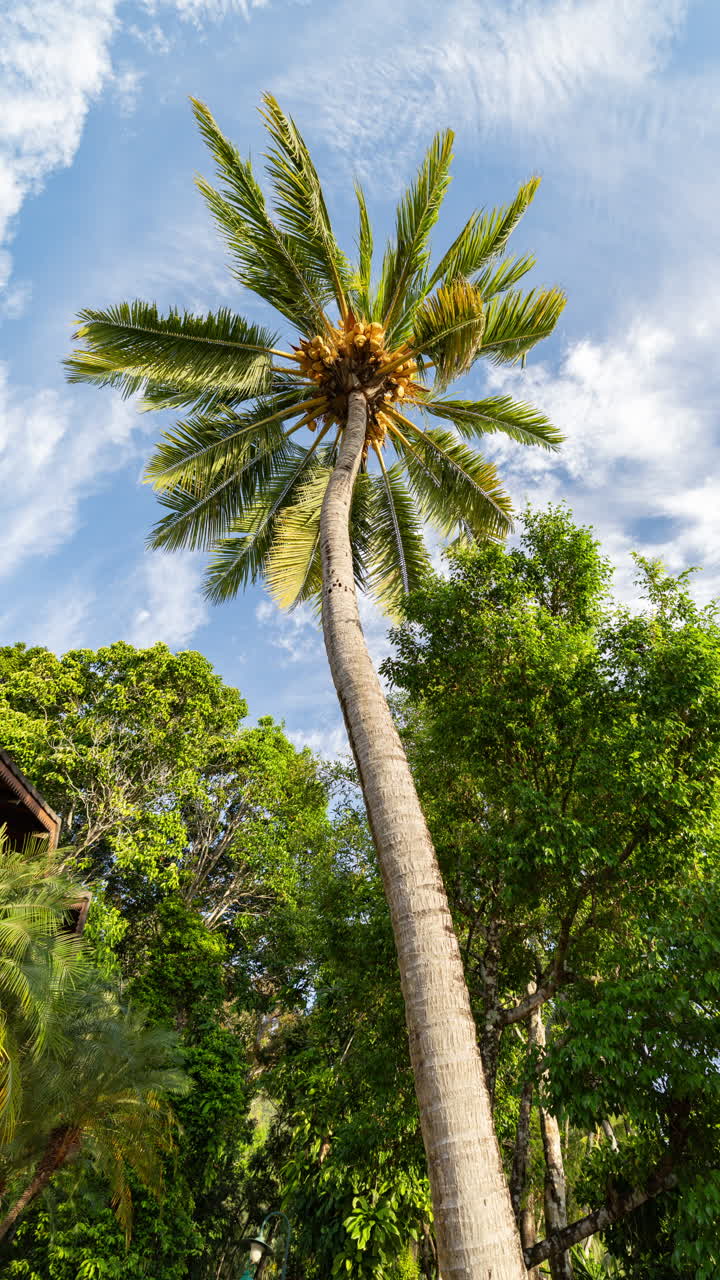 palm trees and tropical rainforest in vertical