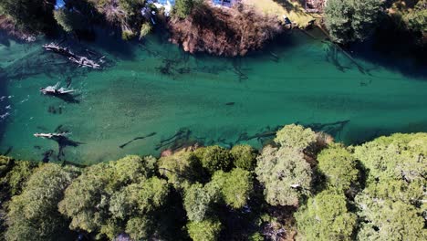 Bridge-remains-standing-in-clear-river-water,-aerial-top-down-view