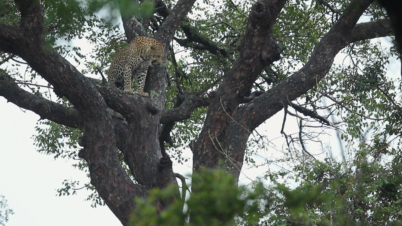 Leopar, yağmurlu bir Güney Afrika gününde ağaç dalında yüzünü ve patisini yıkıyor.