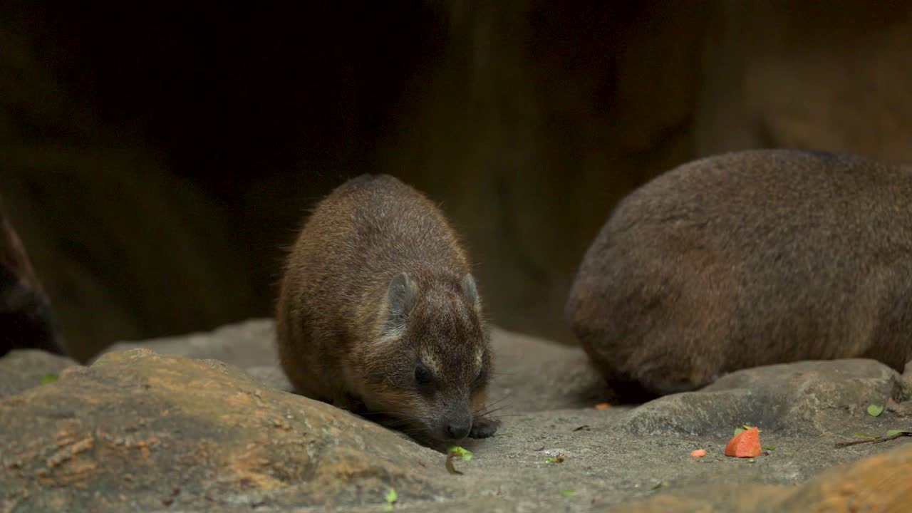 Um hirax-das-rochas mastiga vegetais enquanto está de pé em terreno rochoso num recinto de zoológico