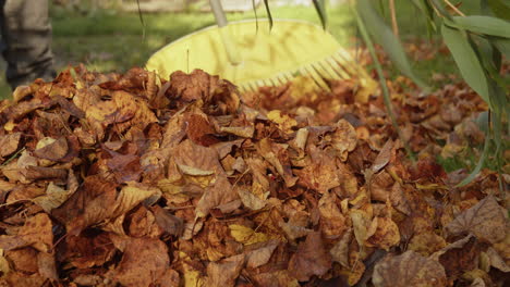 El-Jardinero-Rastrilla-Las-Hojas-De-Otoño-Caídas-En-Un-Montón