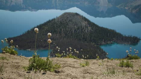 isla volcánica en medio de un lago, dientes de león en primer plano