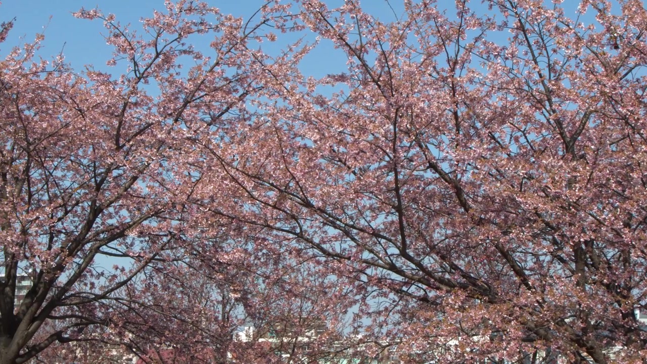 Vivaci fiori di sakura rosa sbocciano sui rami degli alberi sotto un cielo azzurro limpido a Tokyo.