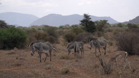 Zebras-Und-Gazellen-In-Einem-Kenianischen-Nationalpark