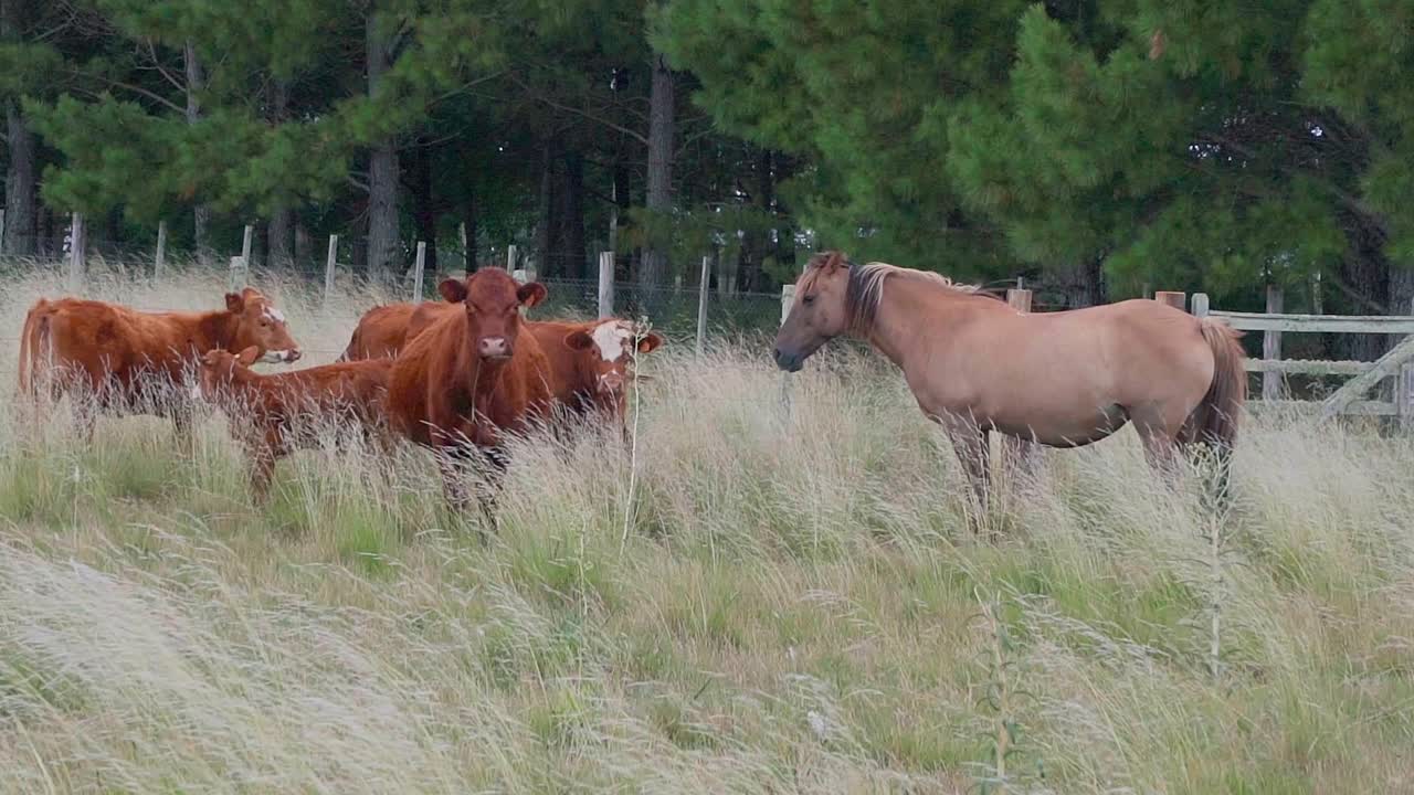 Cavallo e bestiame con vitelli su un pascolo naturale, che fissano la fotocamera, Uruguay, ripresa a mano