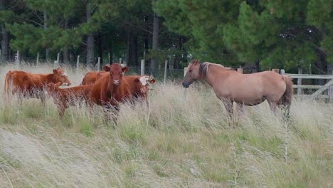 horse and cattle with calves standing on a natural pasture, staring at the camera, uruguay, hand held shot