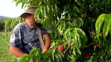 farmer picking peaches in a peach orchard-1