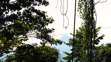 Jungle-scene-with-bird-perched-on-lianas,-Vietnam