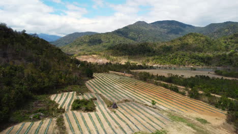 越南農村地區有機農作物種植的耕地