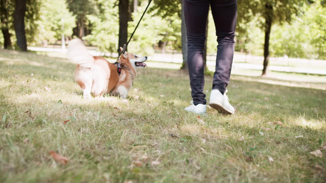 공원에서 여자와 애완동물