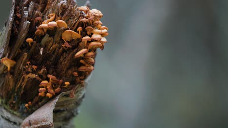 miniature mushrooms grow on the decaying tree trunk