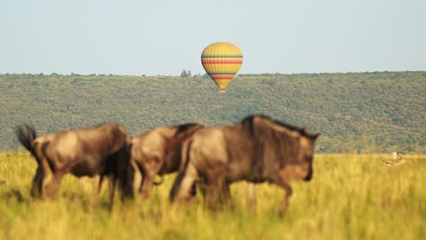 slow motion of masai mara hot air balloon flight ride in africa, flying over wildlife and safari animals with wildebeest on the savanna and plains, unique amazing travel experience