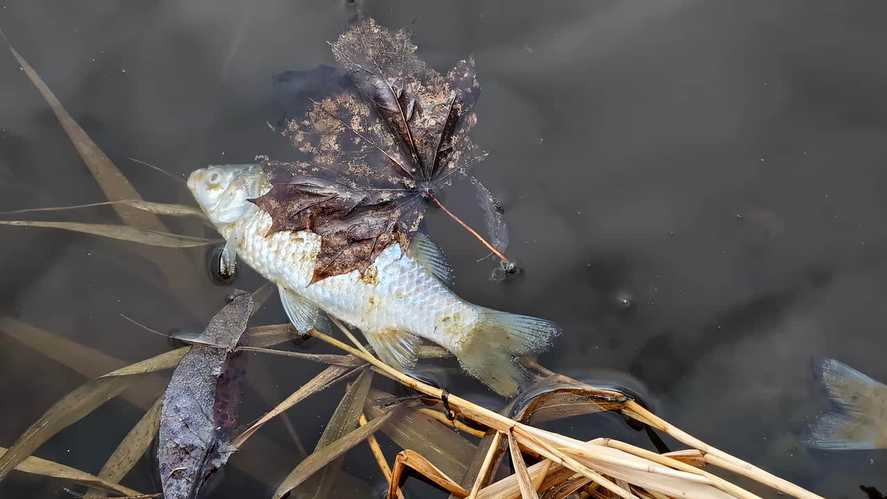 Dead fish near shore in river or lake