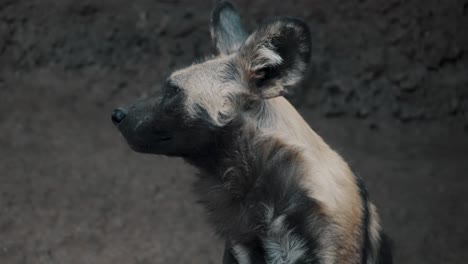 Afrikanischer-Jagdhund-Oder-Lycaon-Pictus-In-Der-Wildnis-In-Afrika