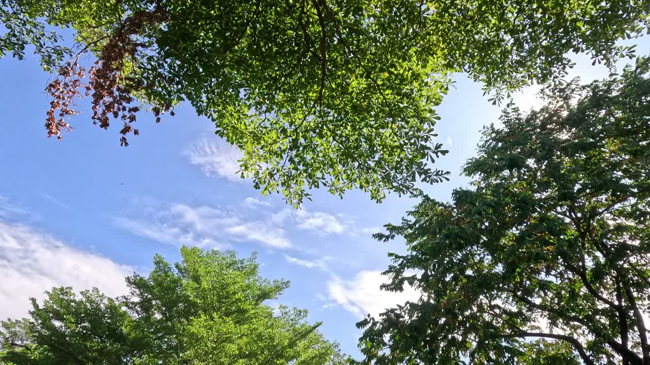 나무 에서 보는 하늘의 타임스.