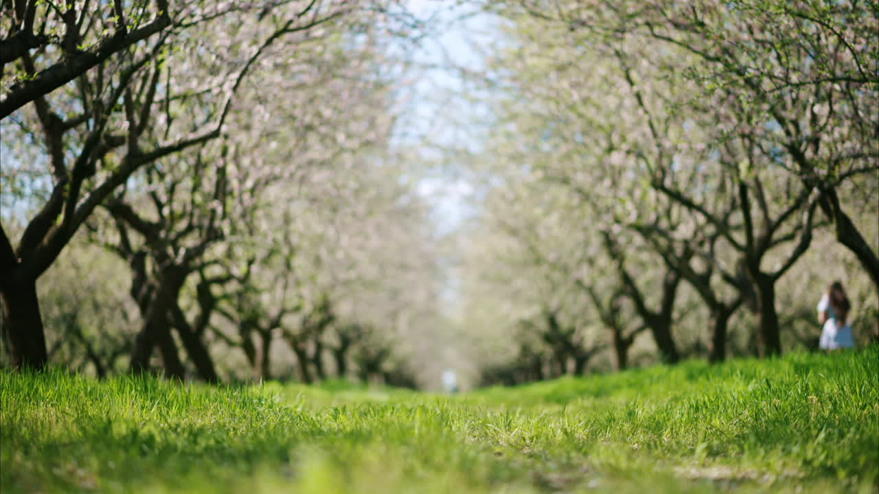 A field of blooming almond trees and green grass