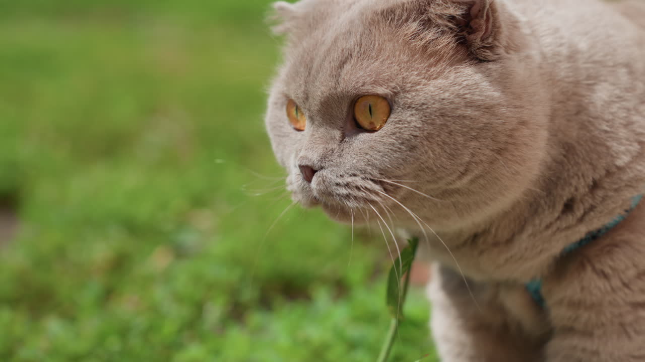 Young Cat Examines Green Herb, Playful Feline Sniffs And Licks Fresh Outdoor Grass Passionately, Lively Domestic Kitten Intently Tastes And Investigates Bright Green Grass In Sunlight