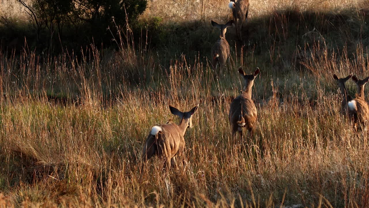Spooked herd of kudu cows run away through tall grass at sunrise, rear view
