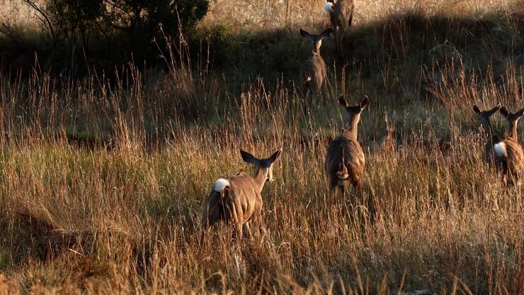 Spooked herd of kudu cows run away through tall grass at sunrise, rear view