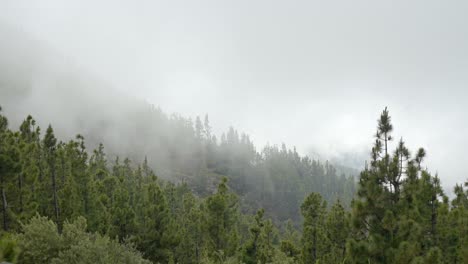 Nubes-En-Movimiento-De-Humo-De-Incendios-Forestales-Sobre-Los-Bosques-De-Tenerife,-Vista-Estática