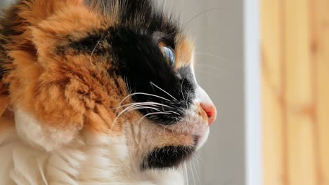 the muzzle of a tricolor fluffy cat looks sideways in close-up. space for text