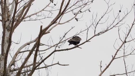 Buitre-De-Pavo-Despegando-De-Una-Rama-De-árbol-Durante-El-Invierno