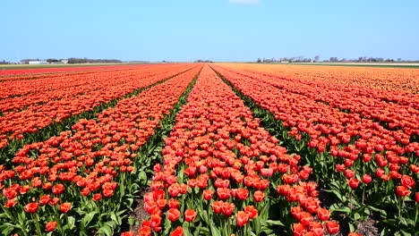 Tulip-fields-in-Holland,-dollyshot-left-to-right,-over-red-tulips,-Netherlands