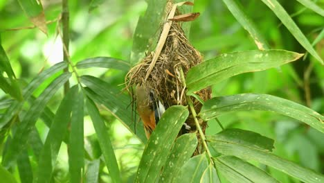 silver-breasted broadbill, serilophus lunatus