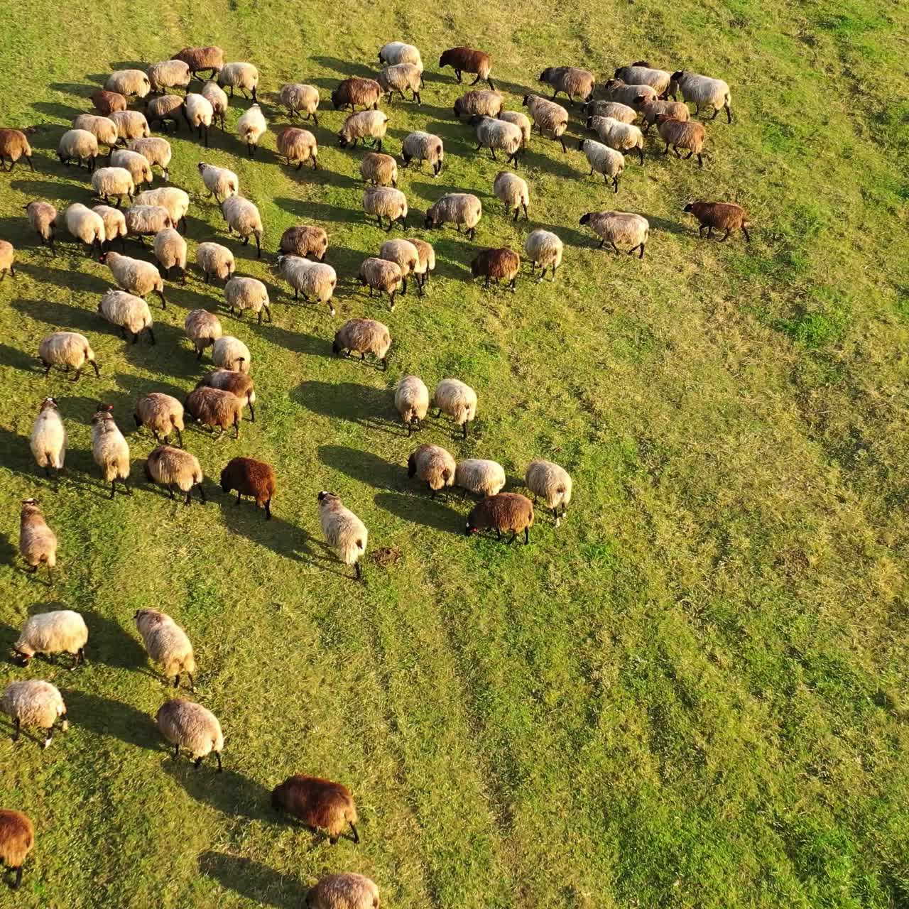 Herd of sheep in sunny day. Flock of fluffy animals walking on field pasture. Beautiful sheep on a green meadow. Top aerial view.