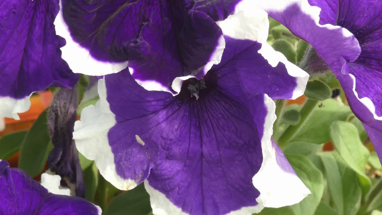 A close up shot of a Black velvet petunia flower. The petals are a bright purple color.