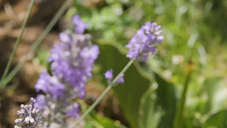 close up view of lavender flowers in the grassy field