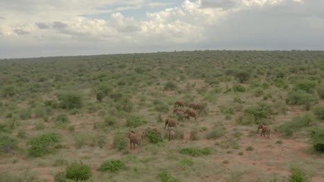 drone stock footage of elephants in samburu, kenya