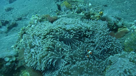 Pez-Payaso-Dentro-De-Anémona-En-El-Jardín-De-Coral-Tulamben,-Bajo-El-Agua-En-Mo-Súper-Lento