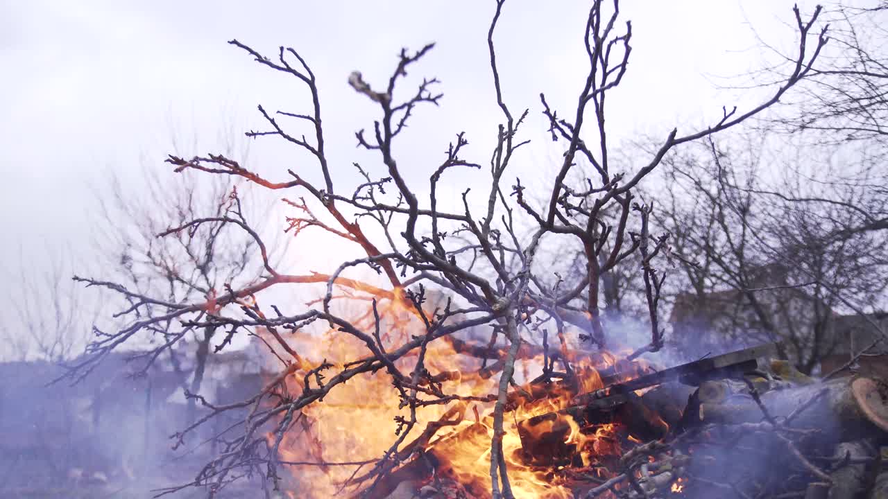 Bonfire of dry tree branches