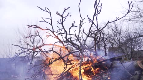 bonfire of dry tree branches