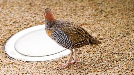 lewin's rail bird near a water dish