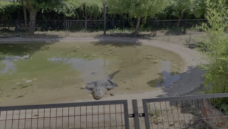 a crocodile relaxing in the sun