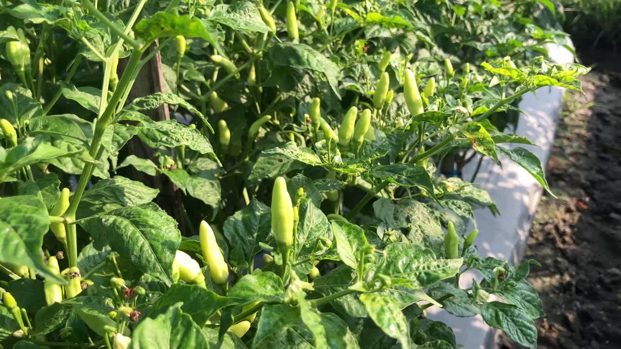 planta de habanero orgánica en la plantación de pimienta en indonesia