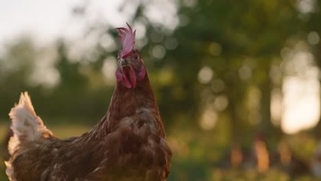 Pollo-Marrón-Y-Blanco-Sacudiendo-La-Cabeza-En-Cámara-Lenta-Y-Comenzando-Hacia-Un-Lado-Durante-La-Puesta-De-Sol-De-La-Hora-Dorada-En-Una-Granja-De-Pastos-Libres-De-Jaulas-Con-Bengalas-Solares