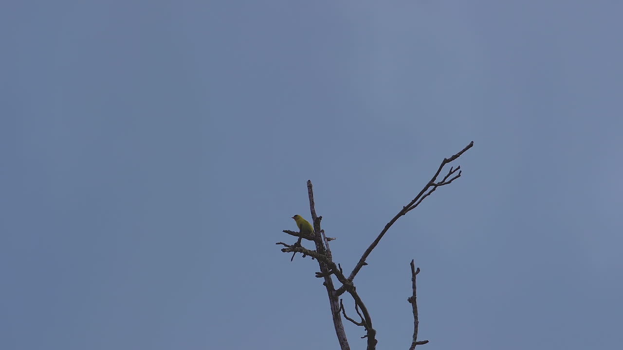 바람에 흔들리는 잎이없는 나무 꼭대기에 노란색 꾀꼬리