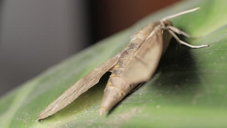 pale brown hawk moth with spread wings sitting on plant leaf, macro